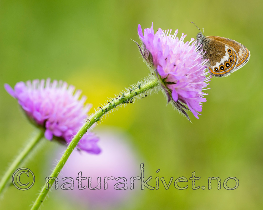 BB 14 0150 / Coenonympha hero / Heroringvinge <br /> Knautia arvensis / Rødknapp