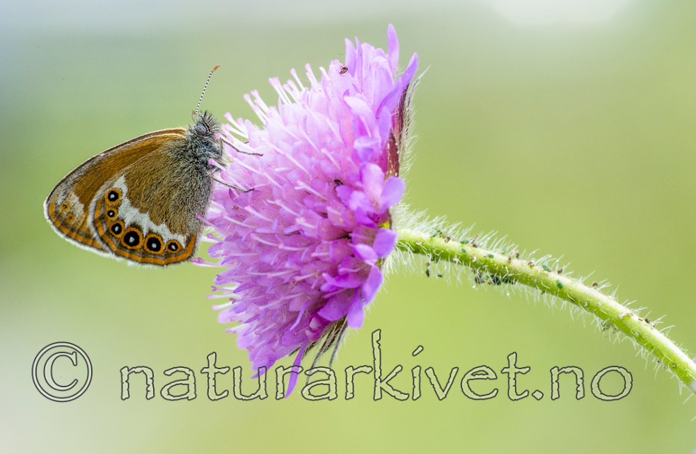 BB 14 0153 / Coenonympha hero / Heroringvinge <br /> Knautia arvensis / Rødknapp