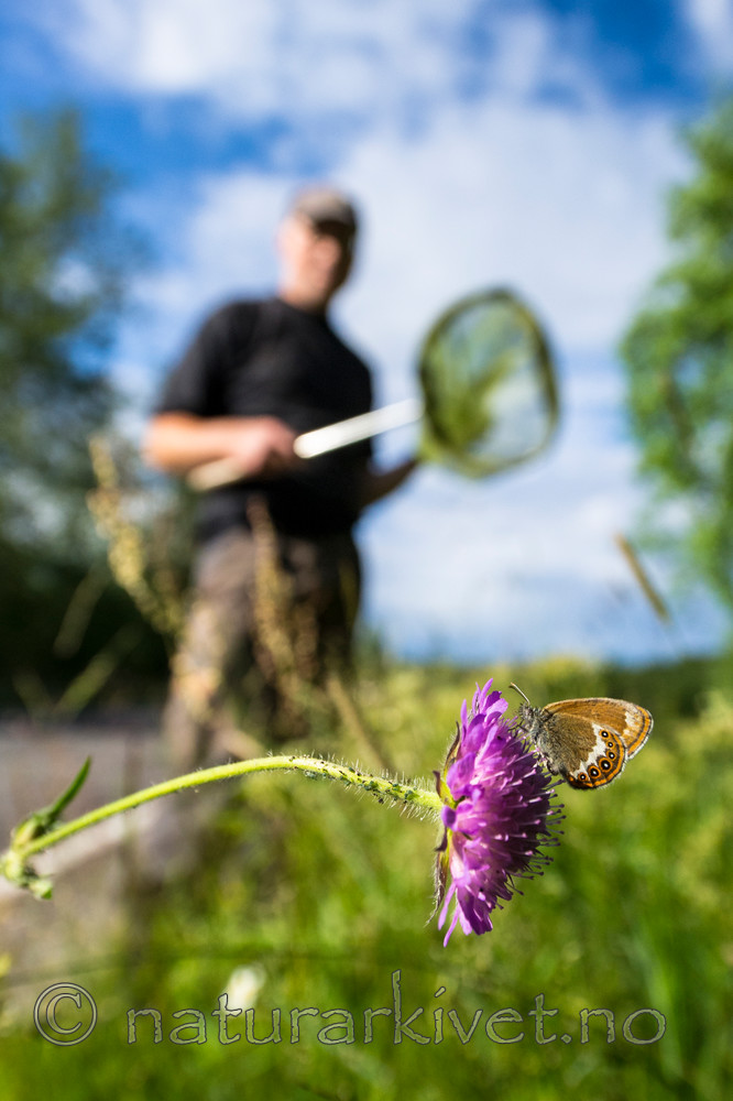 BB 14 0155 / Coenonympha hero / Heroringvinge <br /> Knautia arvensis / Rødknapp