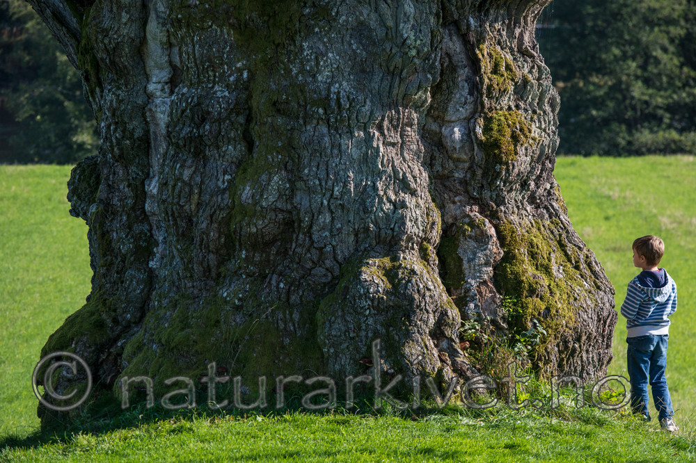 BB 14 0157 / Quercus robur / Sommereik
