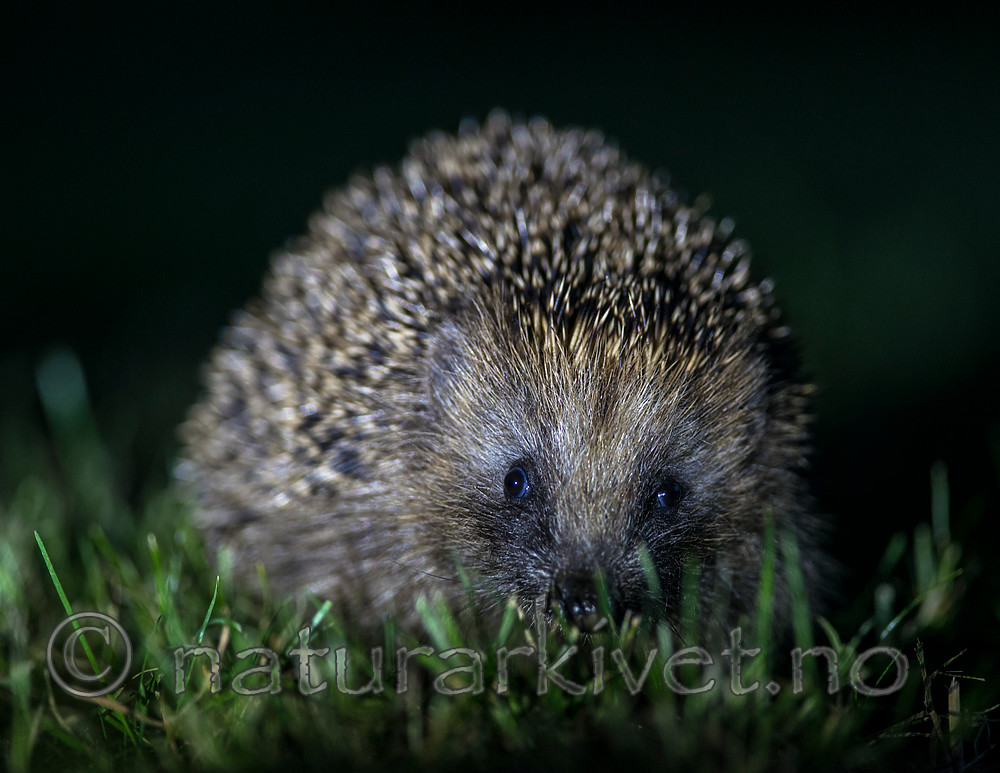 BB 14 0167 / Erinaceus europaeus / Piggsvin