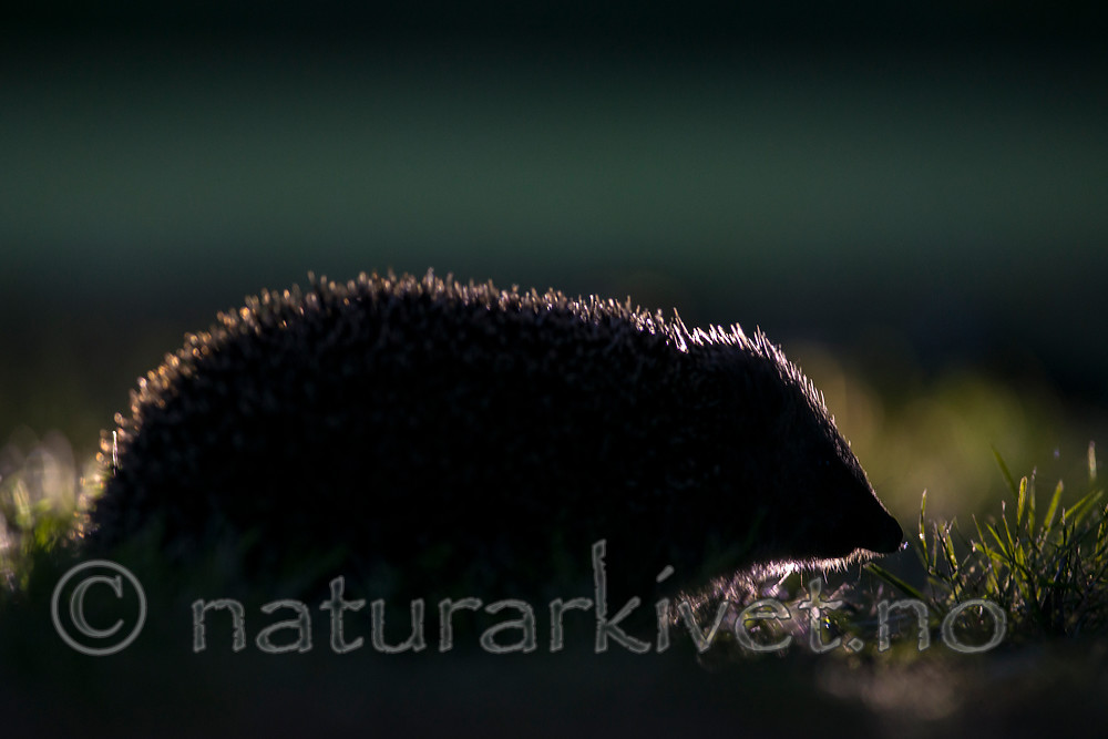 BB 14 0168 / Erinaceus europaeus / Piggsvin