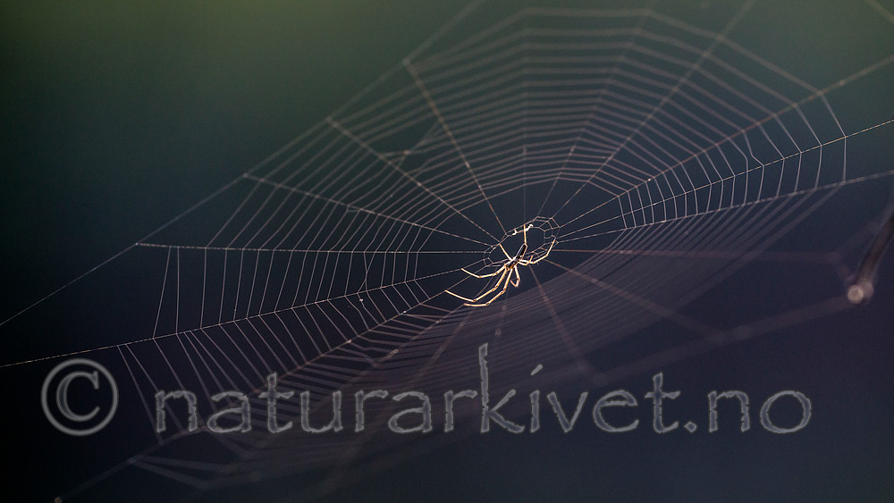 BB 14 0169 / Metellina mengei