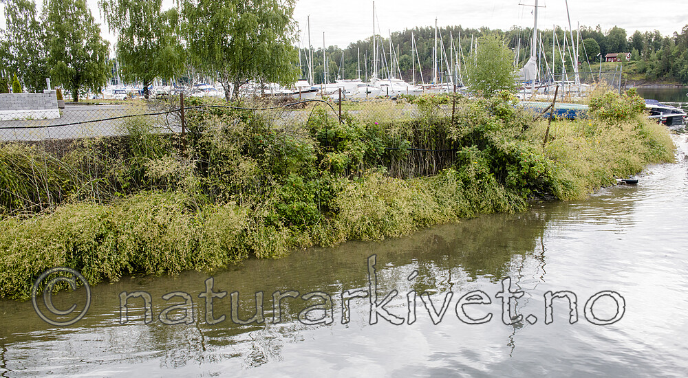 BB 14 0195 / Lepidium latifolium / Strandkarse <br /> Rosa rugosa / Rynkerose