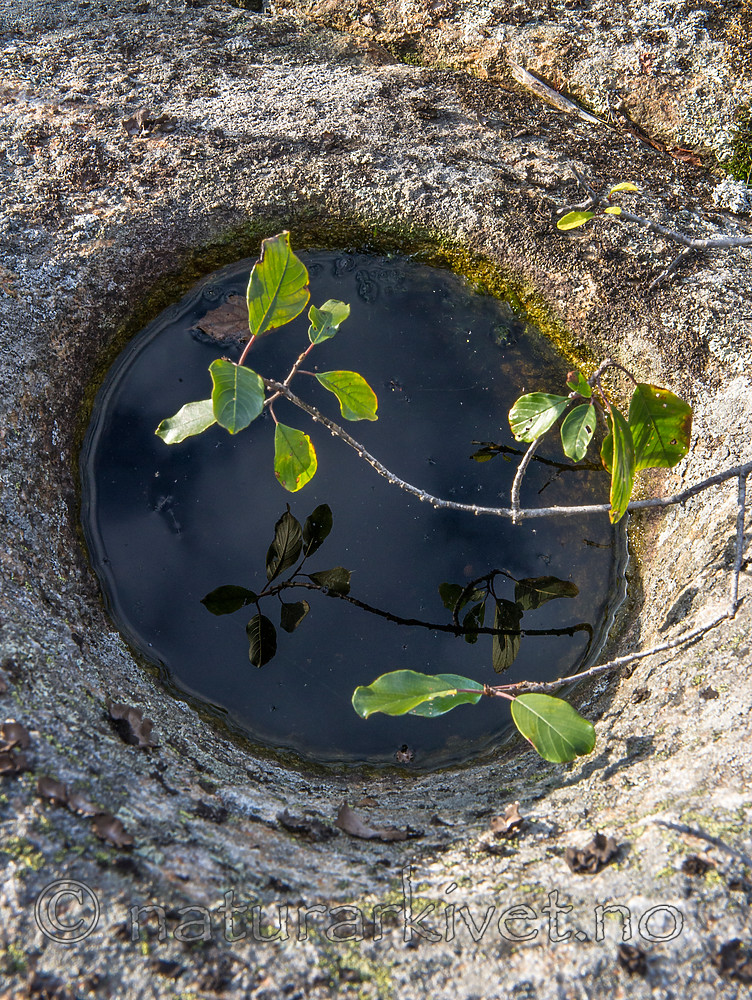 BB 14 0199 / Frangula alnus / Trollhegg