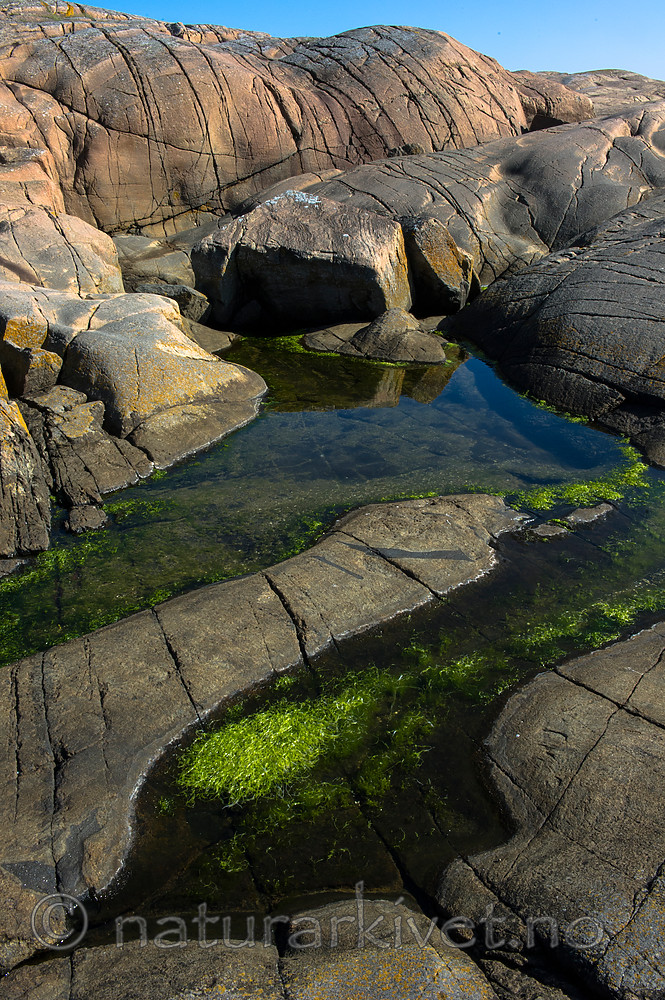 BB 14 0209 / Ulva intestinalis / Tarmgrønske