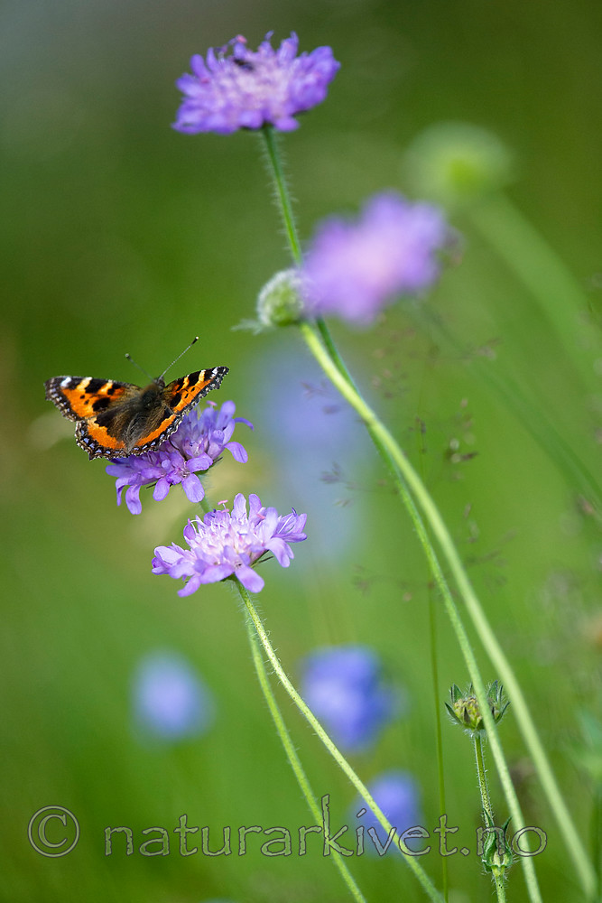 BB 14 0213 / Aglais urticae / Neslesommerfugl <br /> Knautia arvensis / Rødknapp