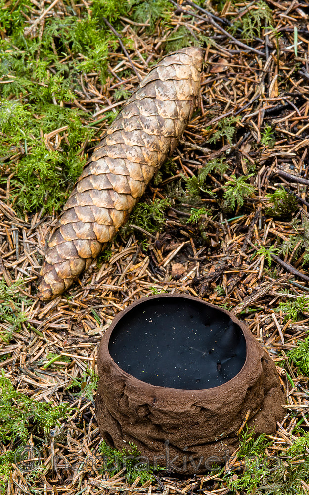 BB 14 0214 / Sarcosoma globosum / Svartgubbe