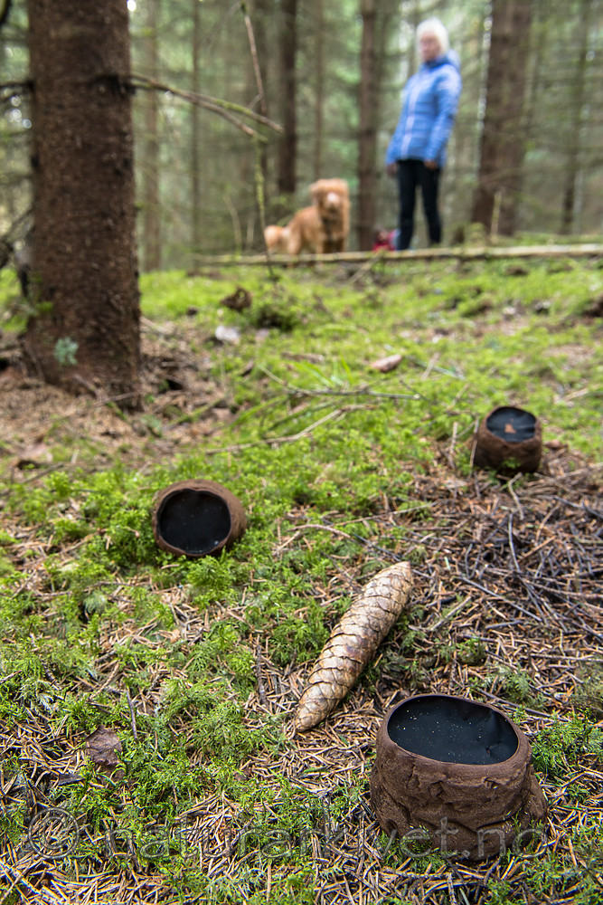 BB 14 0215 / Canis lupus familiaris / Hund <br /> Sarcosoma globosum / Svartgubbe