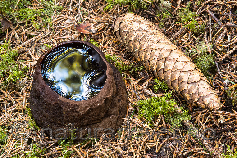 BB 14 0217 / Sarcosoma globosum / Svartgubbe