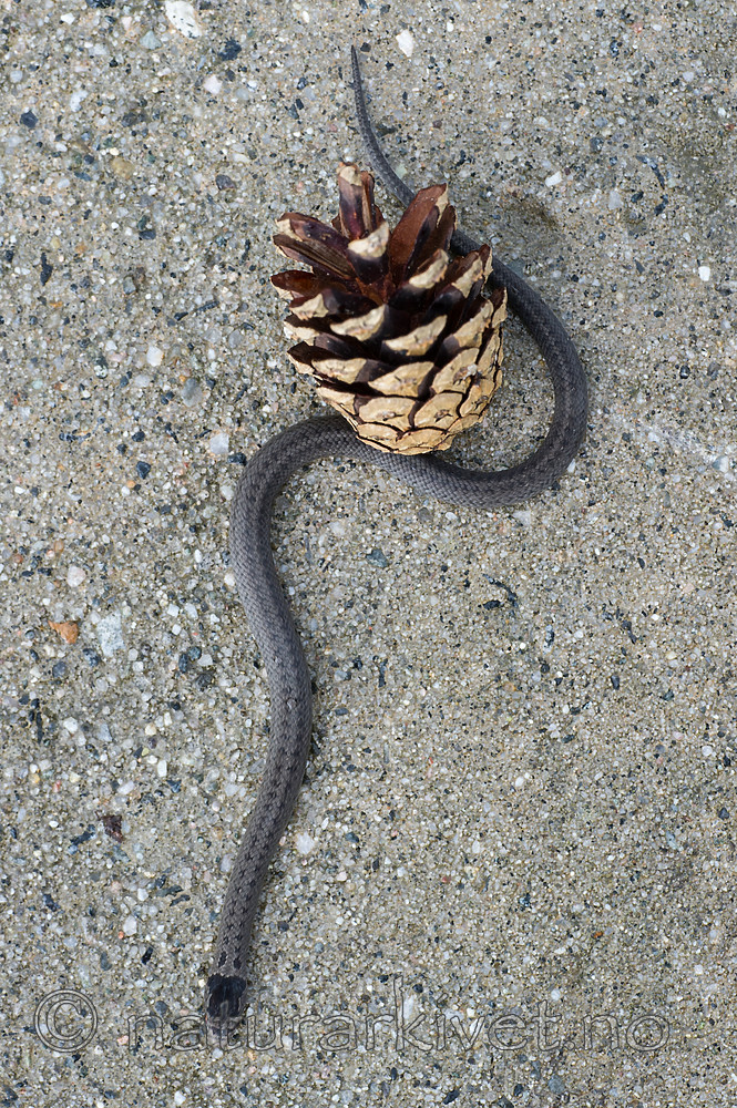 BB 14 0221 / Coronella austriaca / Slettsnok