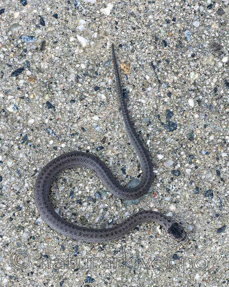 BB 14 0222 / Coronella austriaca / Slettsnok