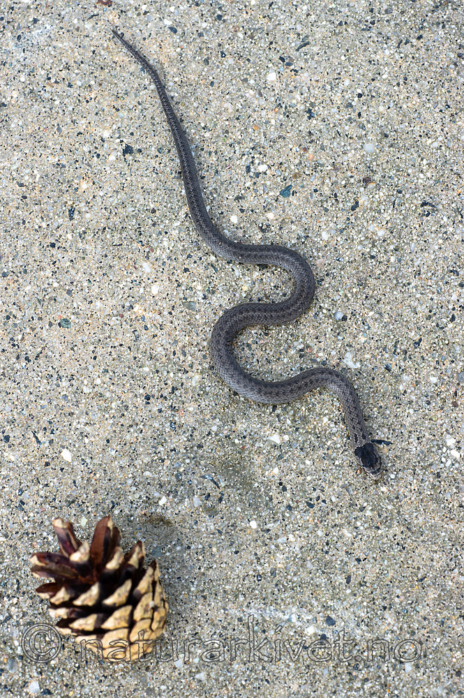 BB 14 0223 / Coronella austriaca / Slettsnok
