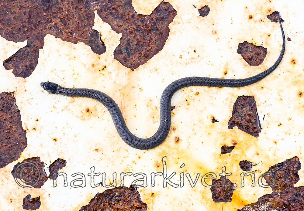 BB 14 0224 / Coronella austriaca / Slettsnok