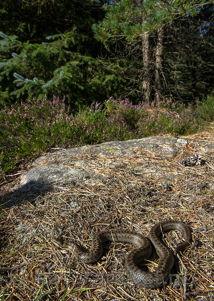 BB 14 0225 / Calluna vulgaris / Røsslyng <br /> Coronella austriaca / Slettsnok