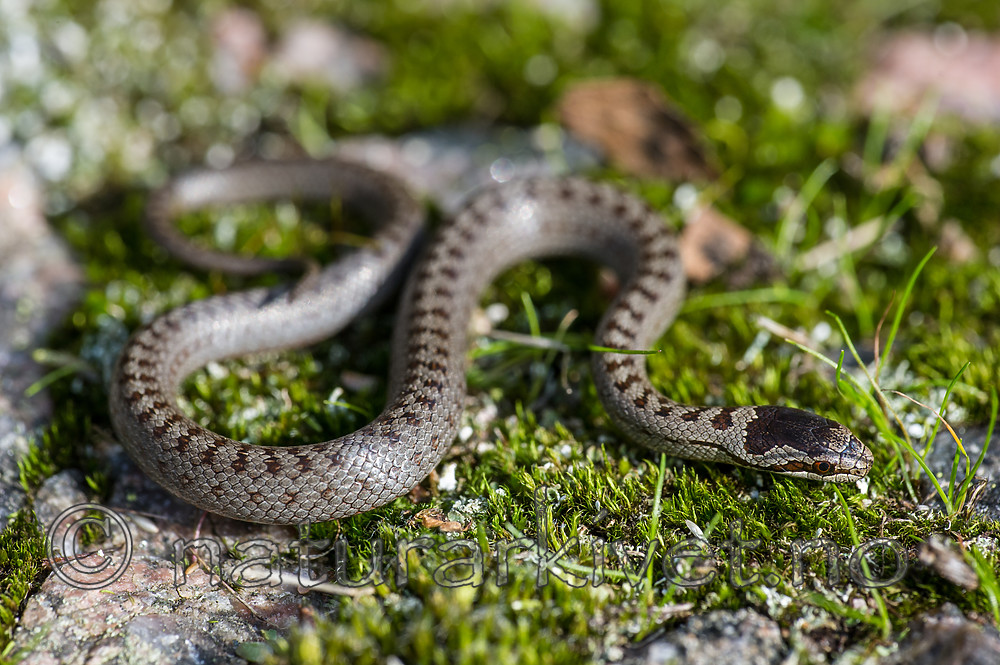 BB 14 0230 / Coronella austriaca / Slettsnok