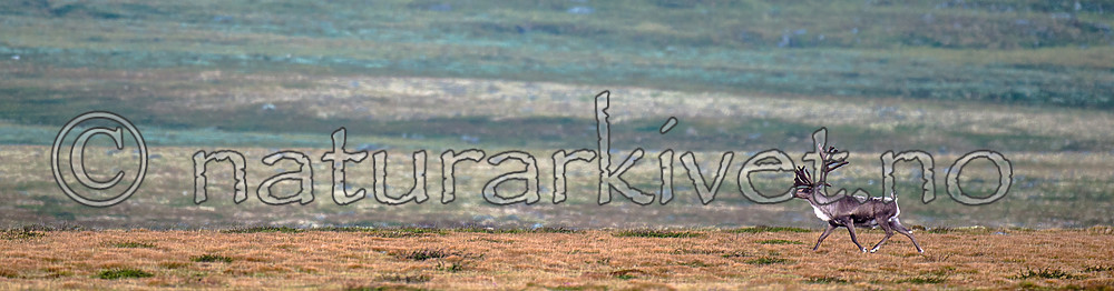 BB 14 0234 / Rangifer tarandus / Rein