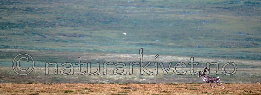 BB 14 0235 / Rangifer tarandus / Rein