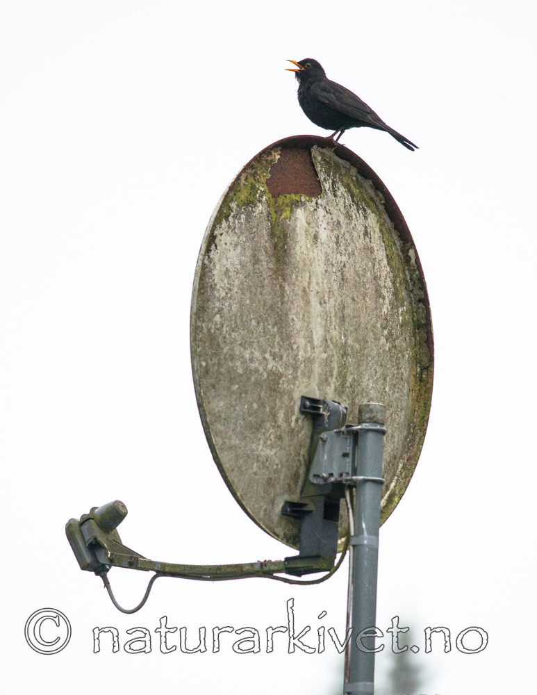BB 14 0237 / Turdus merula / Svarttrost