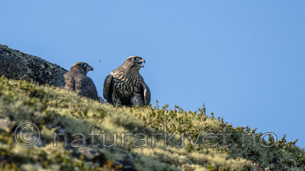 BB 14 0266 / Falco rusticolus / Jaktfalk