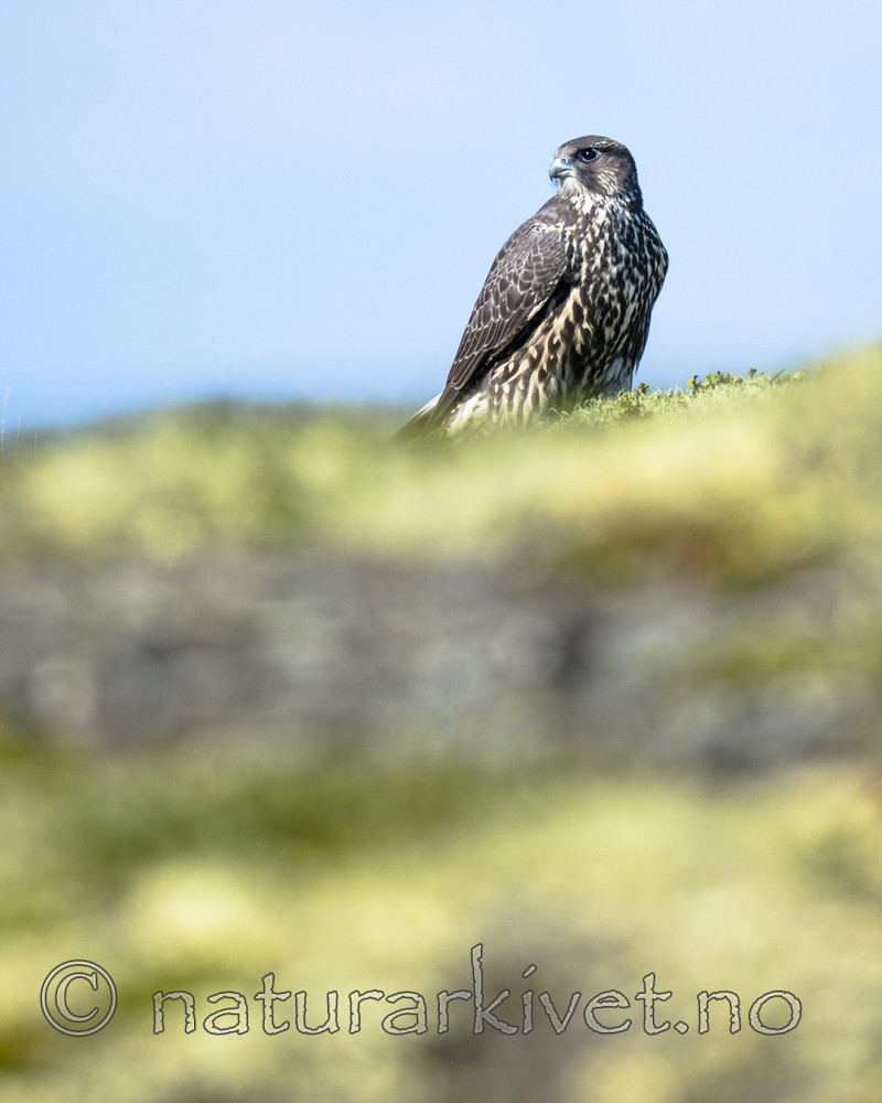 BB 14 0267 / Falco rusticolus / Jaktfalk