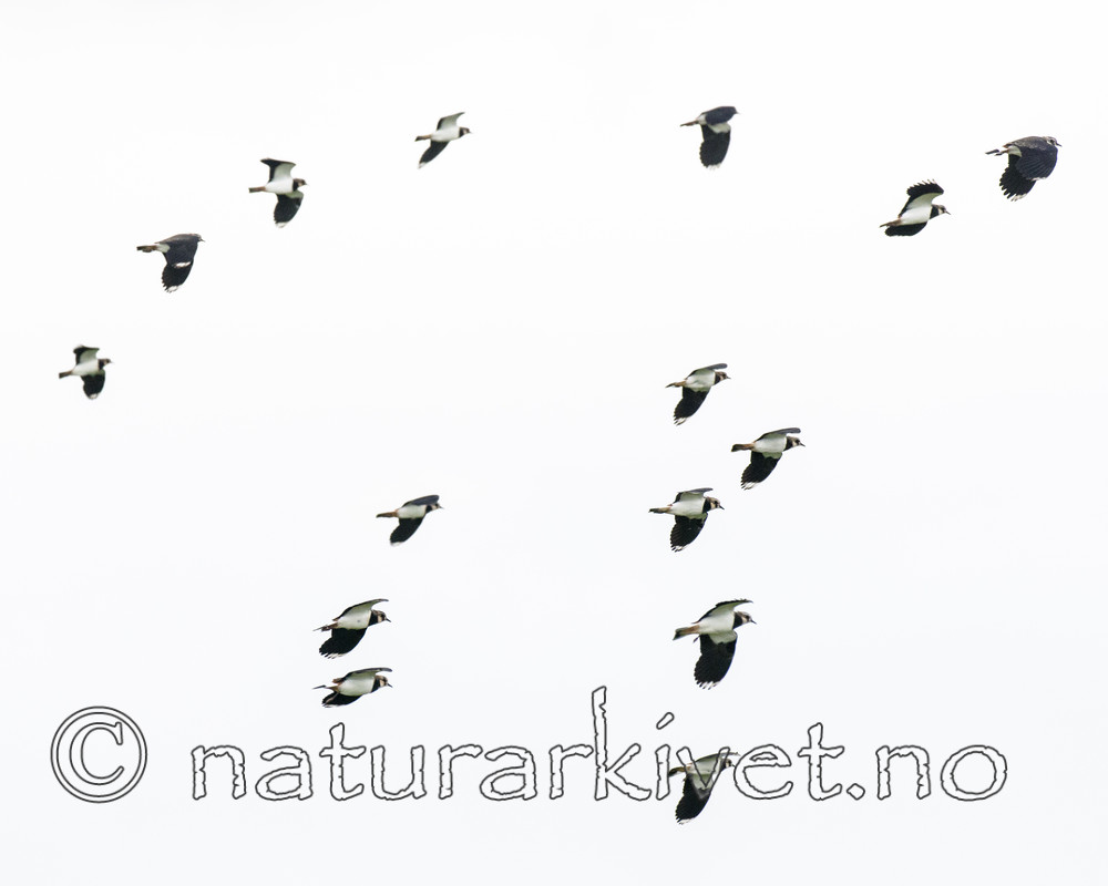 BB 14 0272 / Vanellus vanellus / Vipe