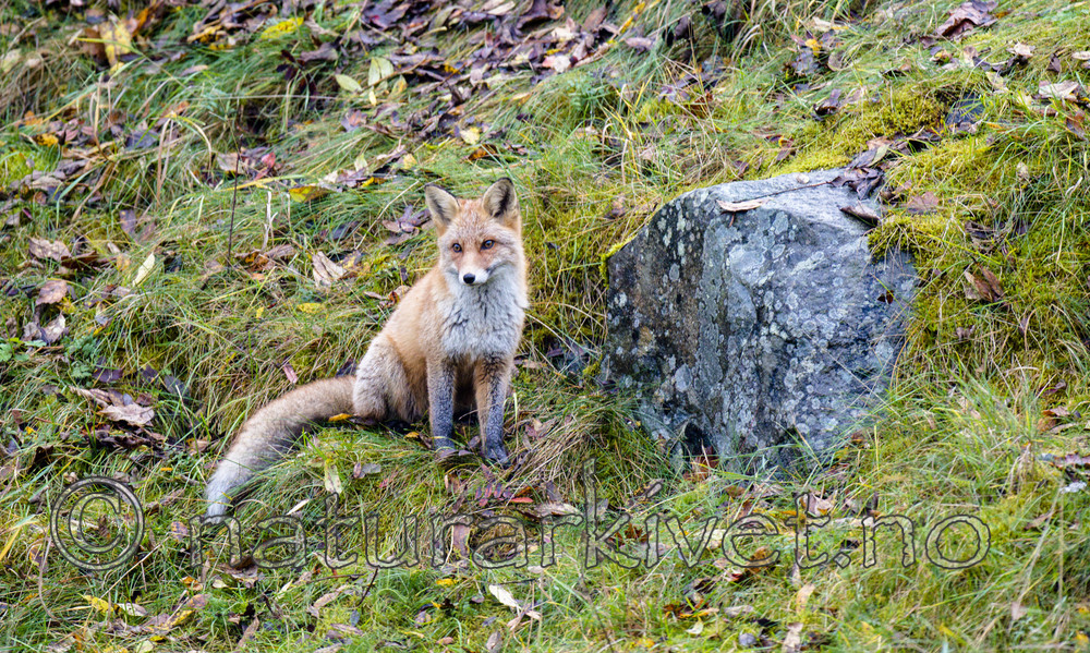 BB 14 0279 / Vulpes vulpes / Rødrev