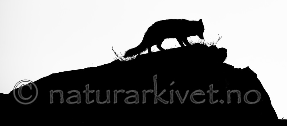 BB 14 0280 / Vulpes vulpes / Rødrev