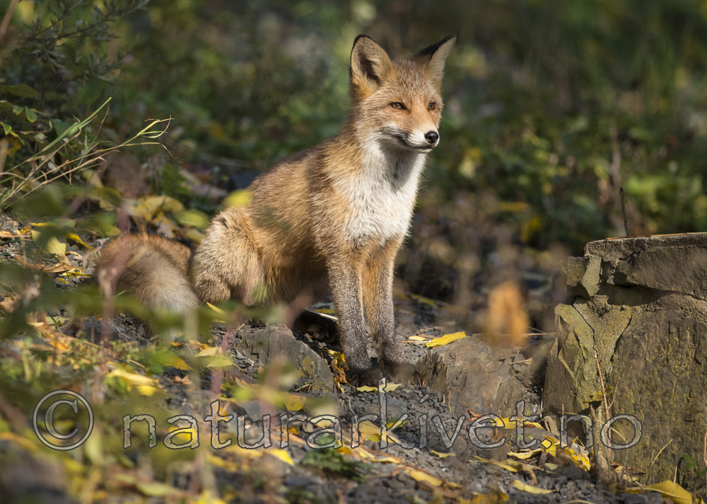 BB 14 0282 / Vulpes vulpes / Rødrev