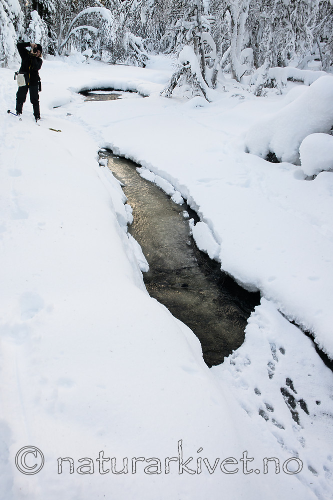 BB 14 0295 / Lutra lutra / Oter