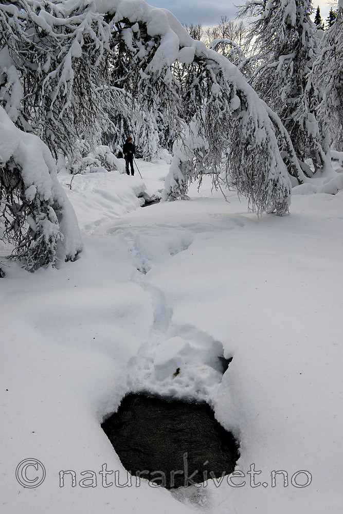 BB 14 0296 / Lutra lutra / Oter