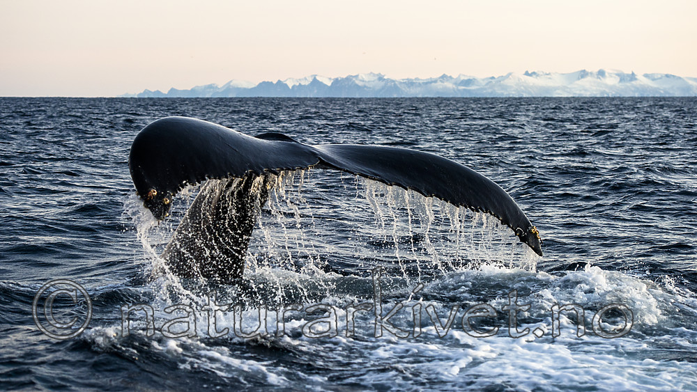 BB 14 0303 / Megaptera novaeangliae / Knølhval