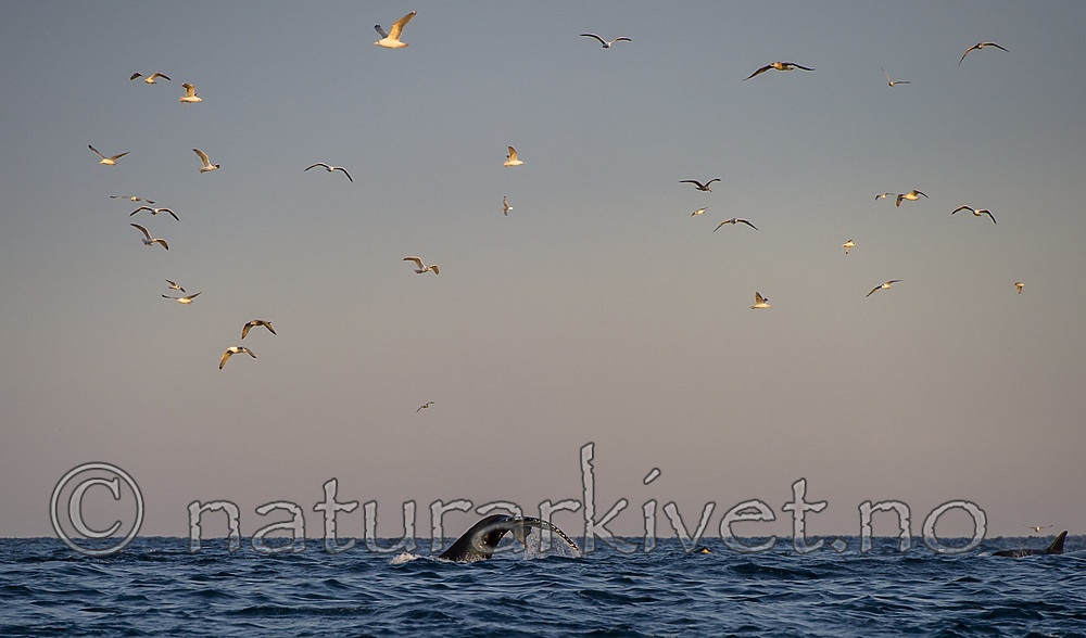 BB 14 0311 / Megaptera novaeangliae / Knølhval