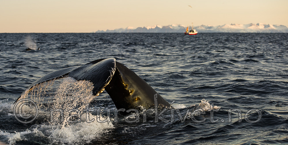 BB 14 0312 / Megaptera novaeangliae / Knølhval