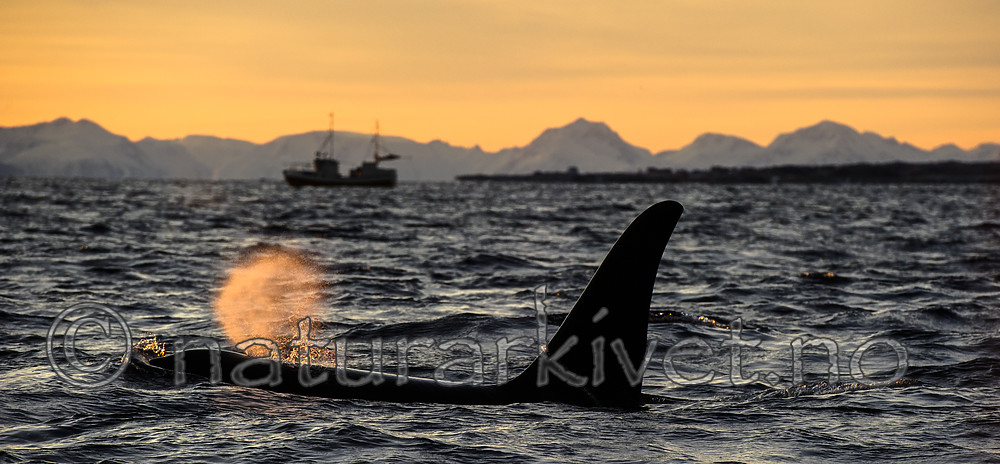 BB 14 0316 / Orcinus orca / Spekkhogger