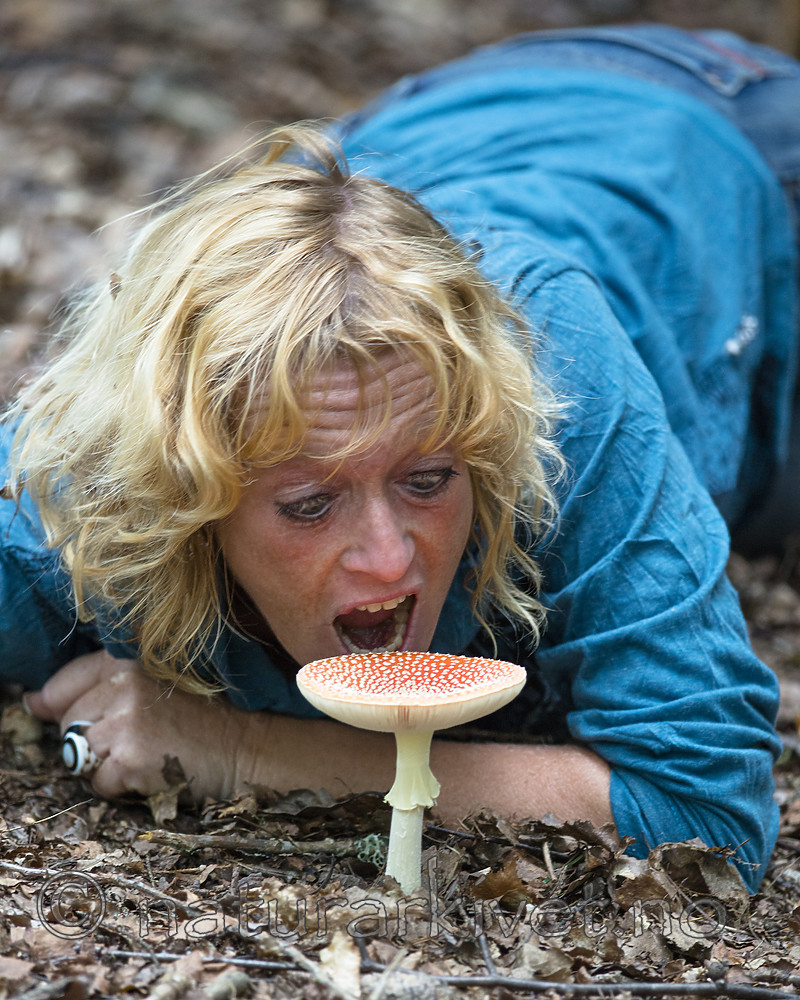BB 14 0323 / Amanita muscaria