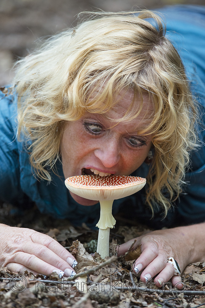 BB 14 0326 / Amanita muscaria