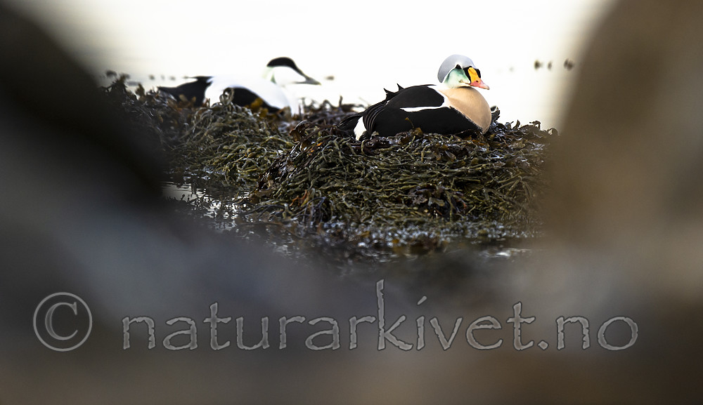 BB 14 0334 / Somateria spectabilis / Praktærfugl