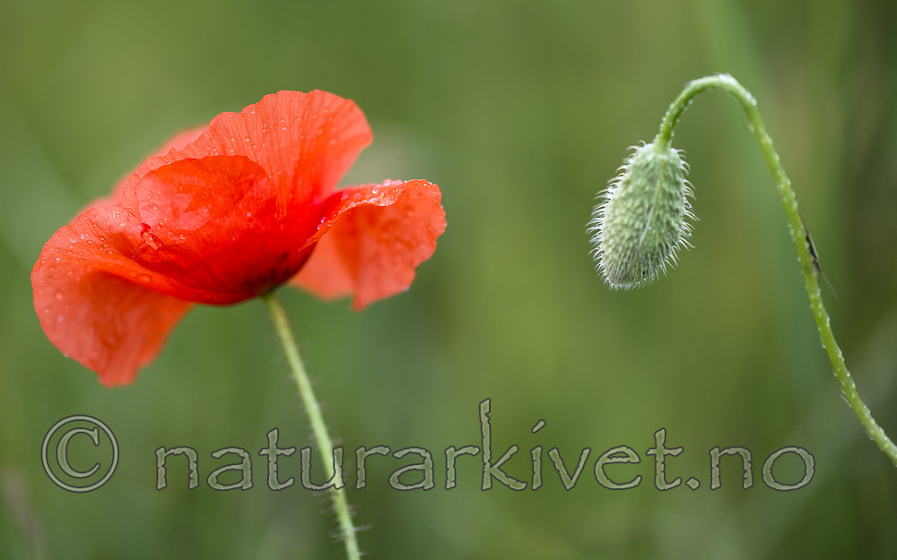 BB 14 0336 / Papaver rhoeas / Kornvalmue