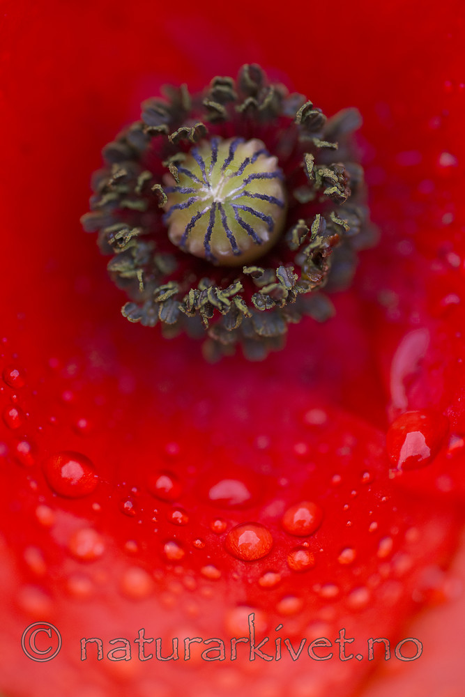 BB 14 0337 / Papaver rhoeas / Kornvalmue