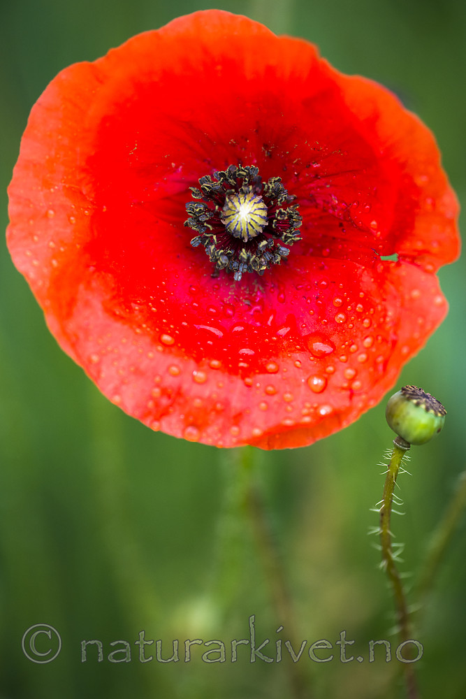 BB 14 0338 / Papaver rhoeas / Kornvalmue