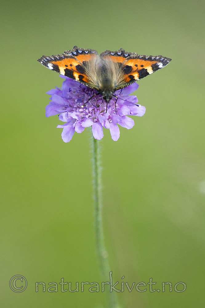 BB 14 0340 / Aglais urticae / Neslesommerfugl <br /> Knautia arvensis / Rødknapp
