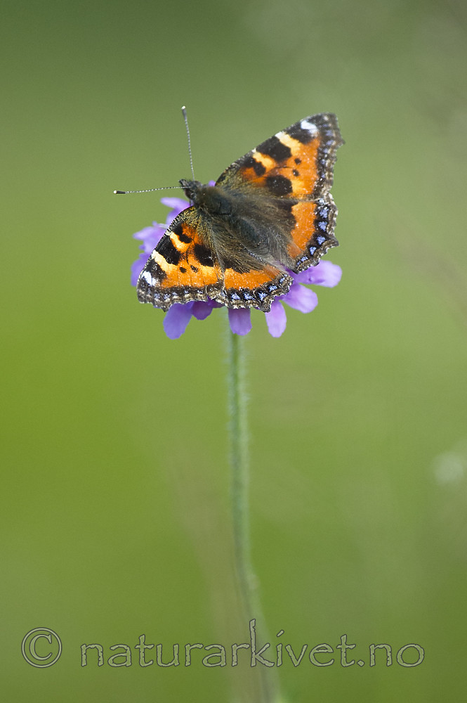 BB 14 0341 / Aglais urticae / Neslesommerfugl <br /> Knautia arvensis / Rødknapp