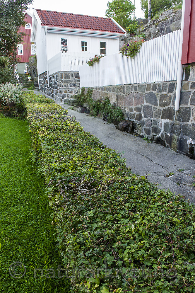 BB 14 0342 / Crataegus monogyna nordica / Hagtorn