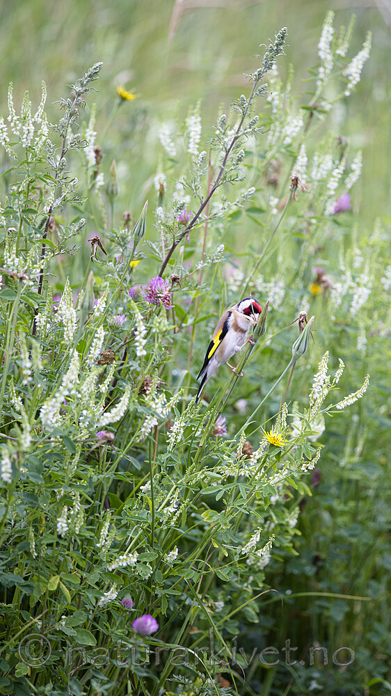 BB 14 0346 / Artemisia vulgaris / Burot <br /> Carduelis carduelis / Stillits <br /> Melilotus albus / Hvitsteinkløver <br /> Tragopogon pratensis / Geitskjegg <br /> Trifolium pratense / Rødkløver