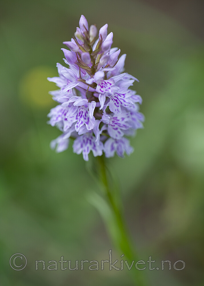 BB 14 0351 / Dactylorhiza maculata / Flekkmarihånd <br /> Dactylorhiza maculata fuchsii / Skogmarihand