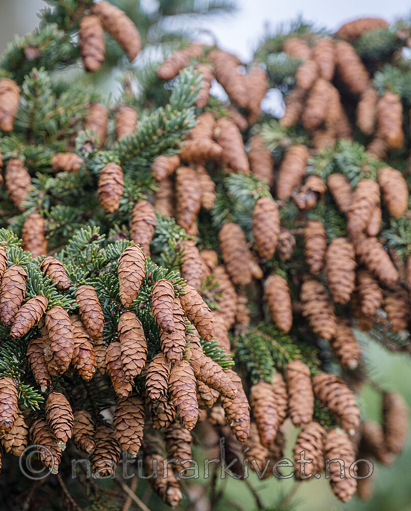 BB 14 0352 / Picea glauca / Hvitgran
