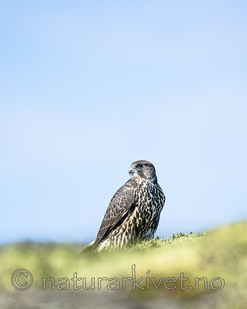 BB 14 0353 / Falco rusticolus / Jaktfalk