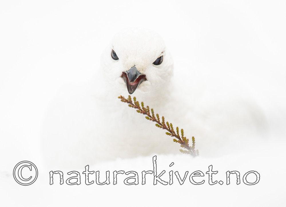 BB 15 0007 / Lagopus muta / Fjellrype