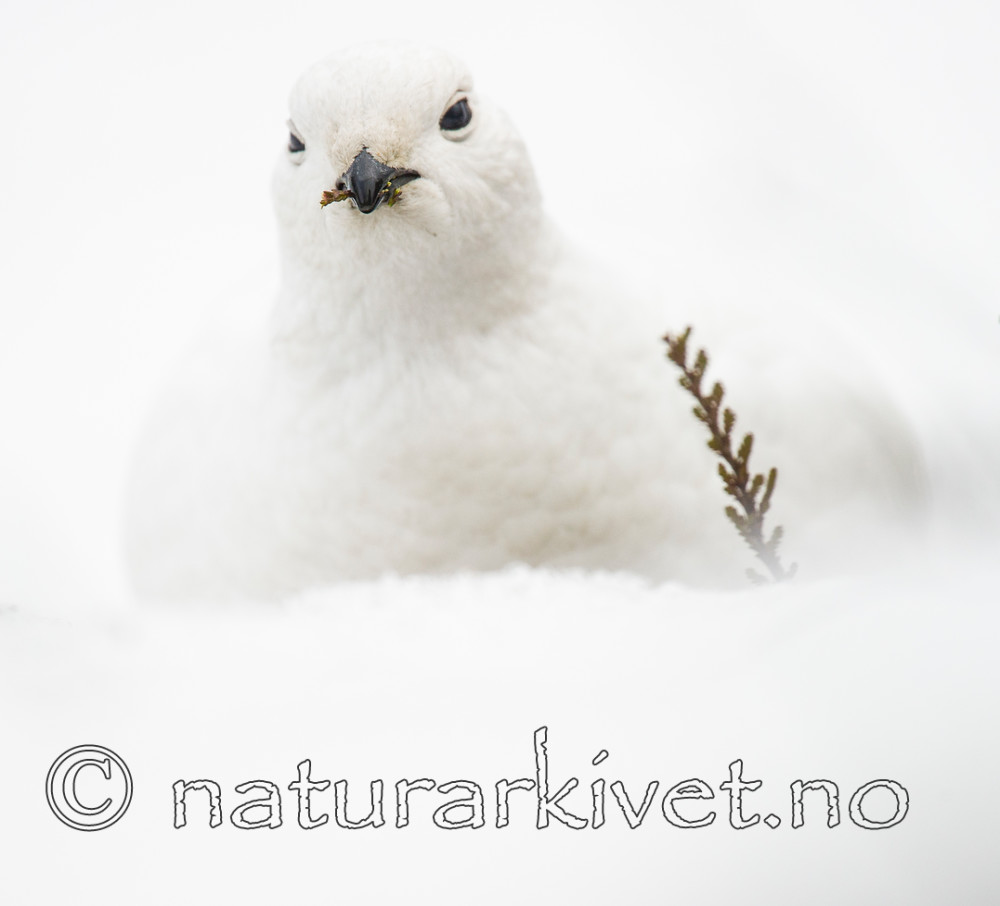 BB 15 0008 / Lagopus muta / Fjellrype